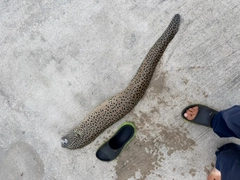 ウツボの釣果