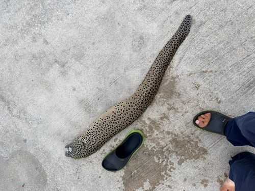ウツボの釣果