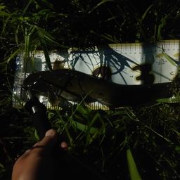 ナマズの釣果写真