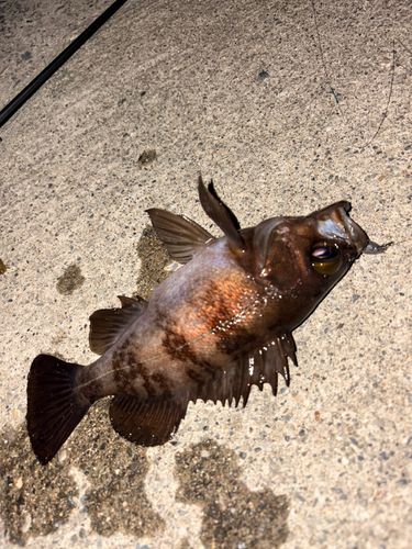 メバルの釣果