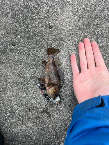 ソイの釣果