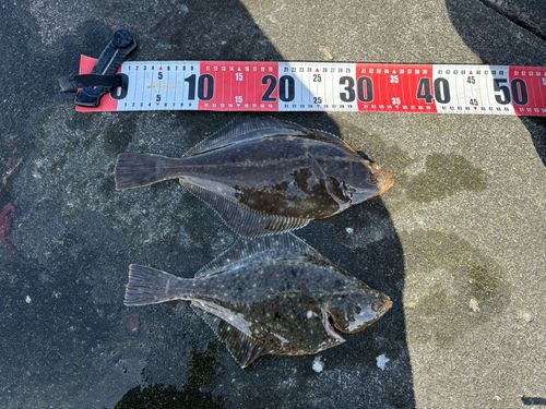 イシガレイの釣果