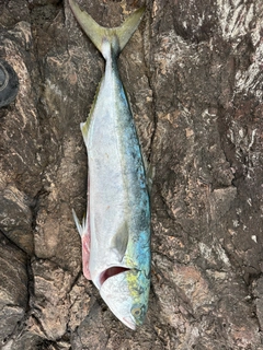 ワラサの釣果