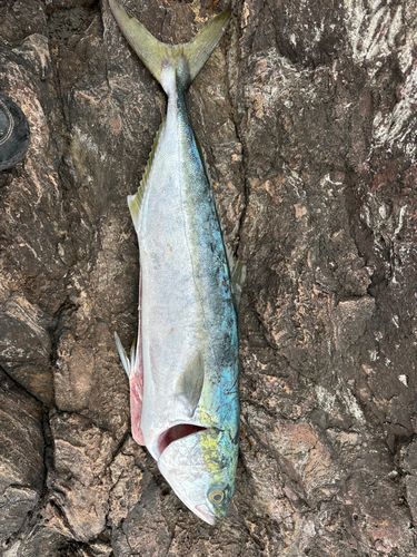 ワラサの釣果