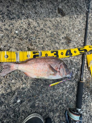 マダイの釣果