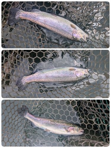 ニジマスの釣果