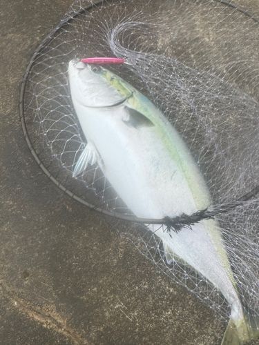 ブリの釣果