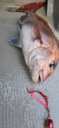 タイの釣果