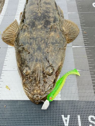 マゴチの釣果