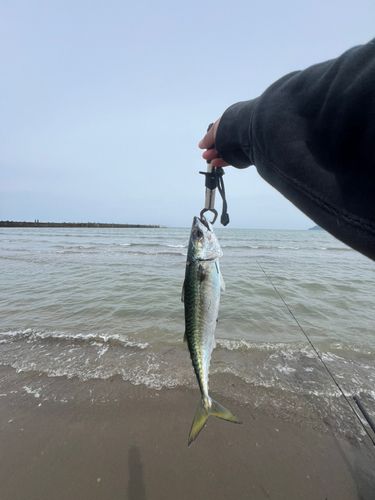 マサバの釣果