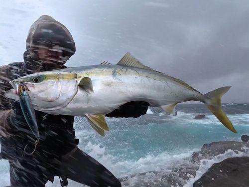 ワラサの釣果