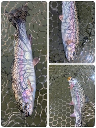 ニジマスの釣果