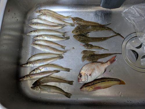 キスの釣果