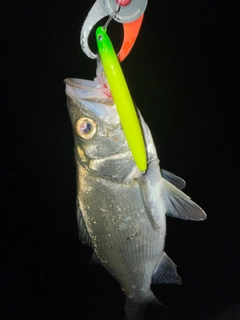 ヒラスズキの釣果