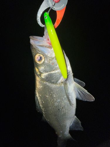 ヒラスズキの釣果