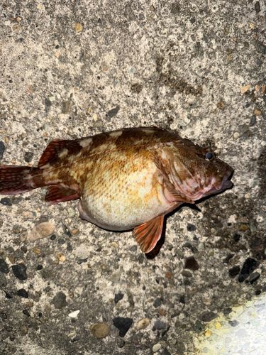 カサゴの釣果