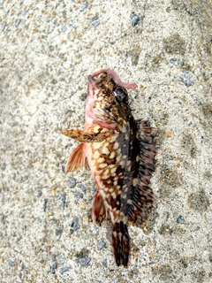 アラカブの釣果