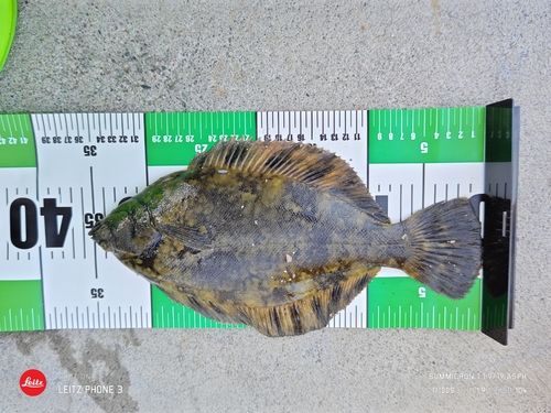 クロガレイの釣果