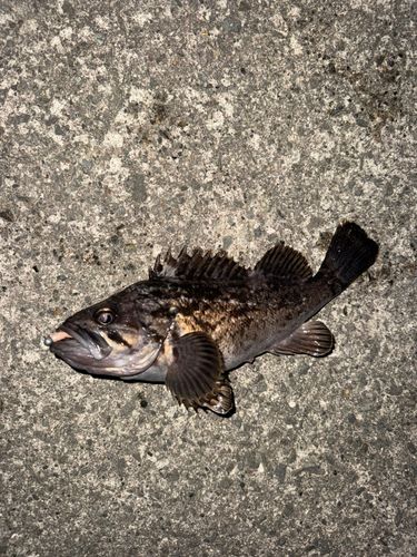 クロソイの釣果