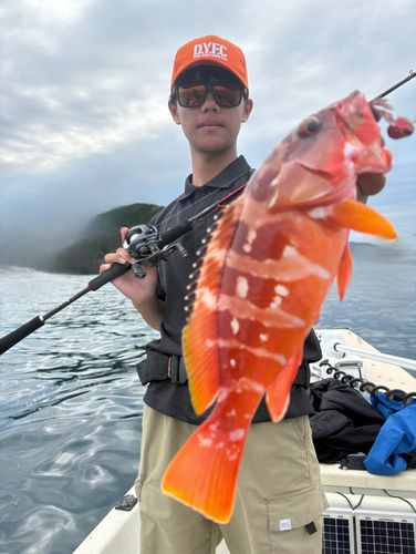 アカハタの釣果
