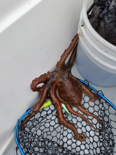 タコの釣果