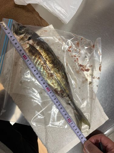 マアジの釣果