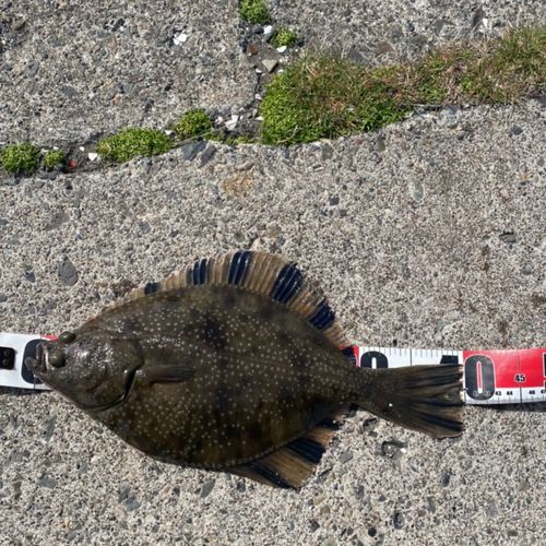 ヌマガレイの釣果