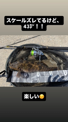 アイナメの釣果