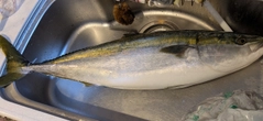 ブリの釣果