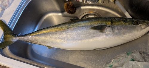 ブリの釣果
