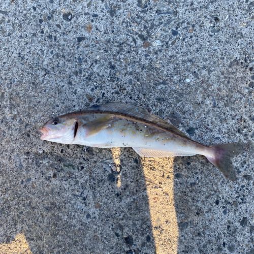 ホッケの釣果