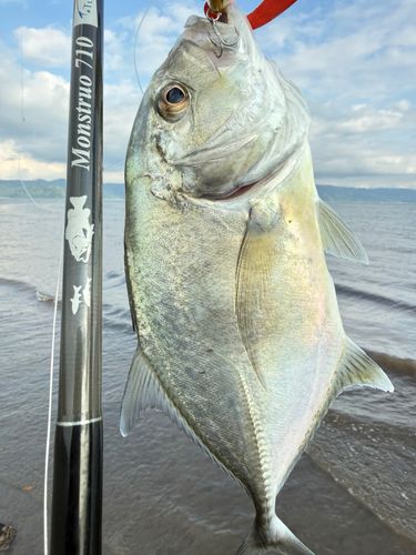 メッキの釣果