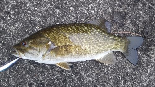 スモールマウスバスの釣果