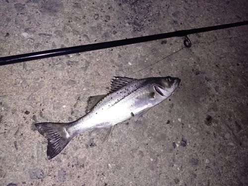 セイゴ（マルスズキ）の釣果