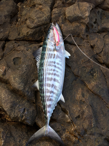 ハガツオの釣果