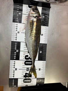マアジの釣果