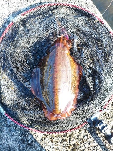 コウイカの釣果