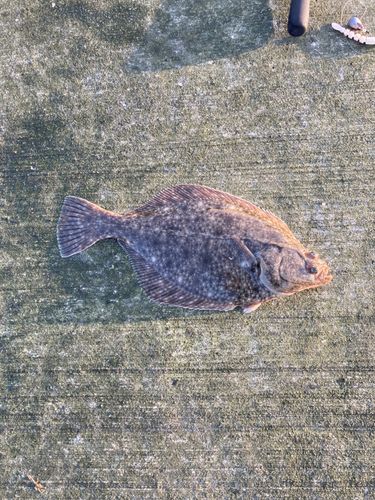 イシガレイの釣果