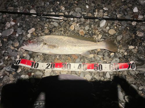 オオニベの釣果