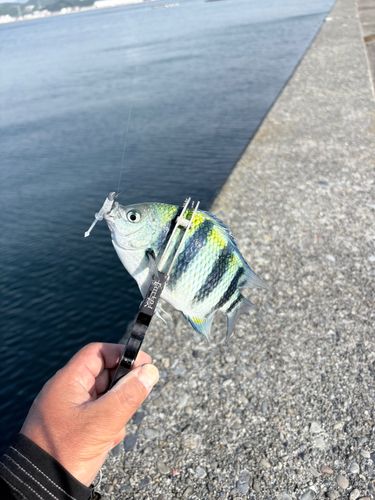 オヤビッチャの釣果