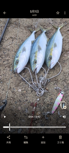 ツバイソの釣果
