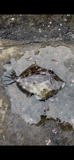 カワハギの釣果