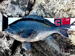 メジナの釣果