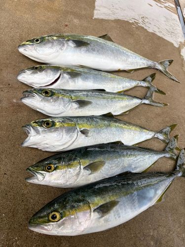 フクラギの釣果