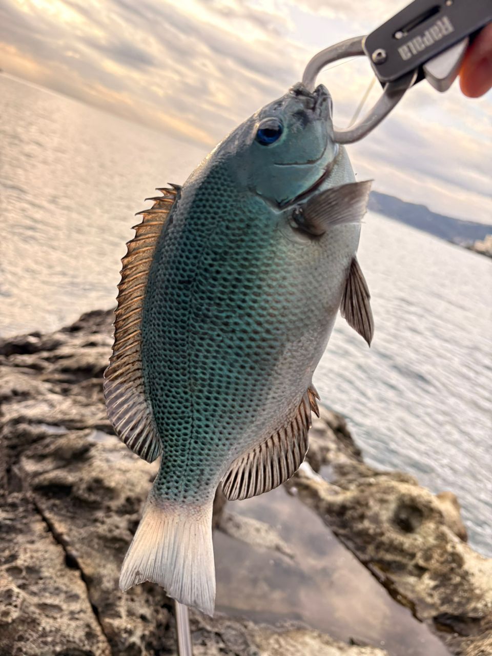 SHIMANO 19ラフィーネ 1.2号530の最安値・インプレ・釣果 | 本音の