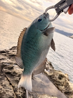 メジナの釣果