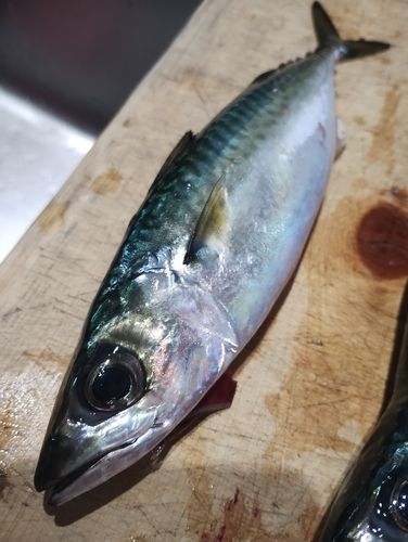 サバの釣果