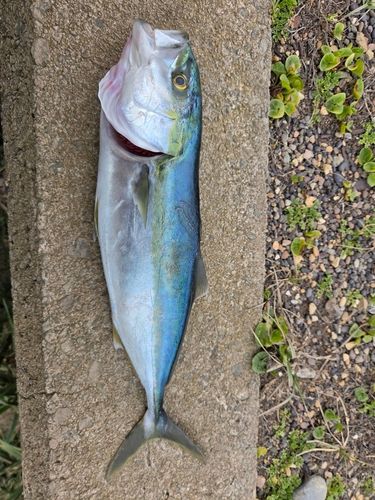 フクラギの釣果