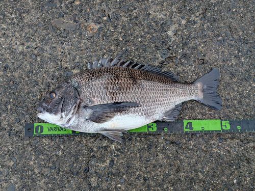 クロダイの釣果