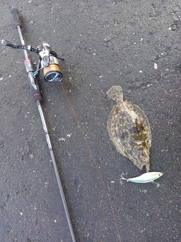 ヒラメの釣果
